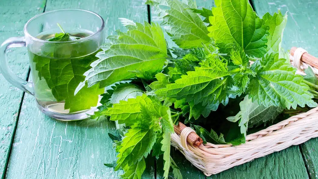 L'incroyable pouvoir de l'eau d'ortie sur votre jardin mythe ou réalité