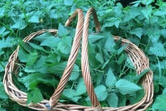 L'incroyable pouvoir de l'eau d'ortie sur votre jardin mythe ou réalité