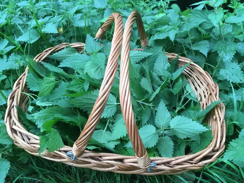 L'incroyable pouvoir de l'eau d'ortie sur votre jardin mythe ou réalité